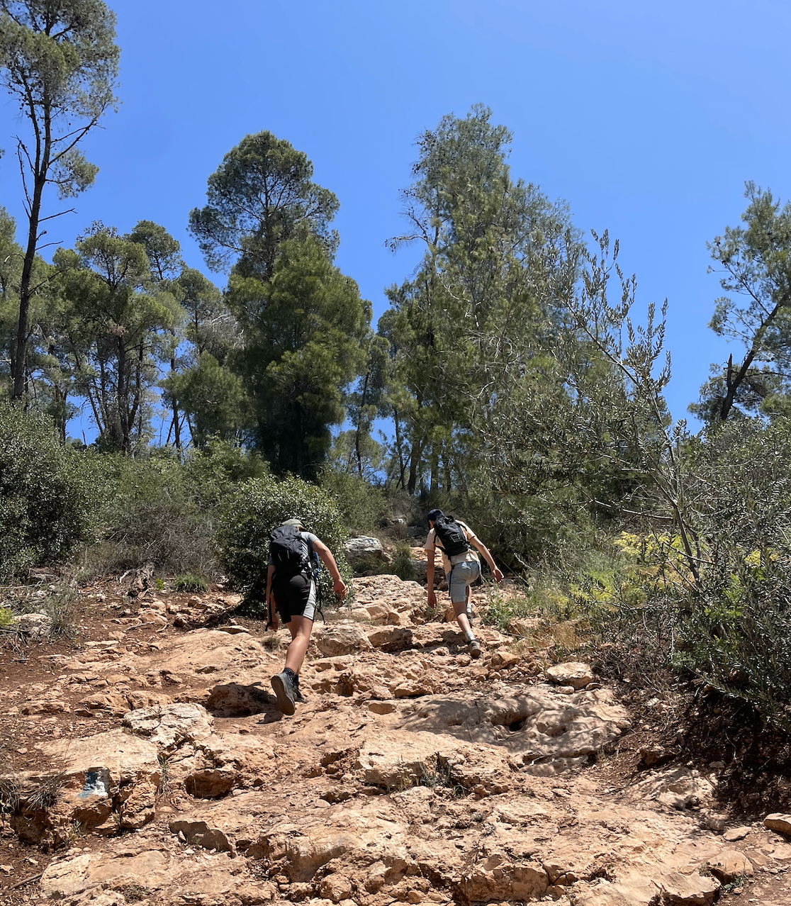 Two boys hiking up a rocky trail in a Jerusalem Hills pine forest